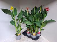 Canna cann. in varieties