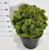 Pinus mugo Mops