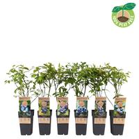 Vaccinium in varieties