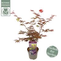Acer palm. Trompenburg