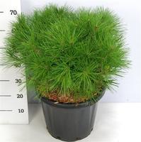 Pinus d. Alice Verkade