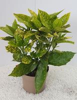 Aucuba jap. Variegata
