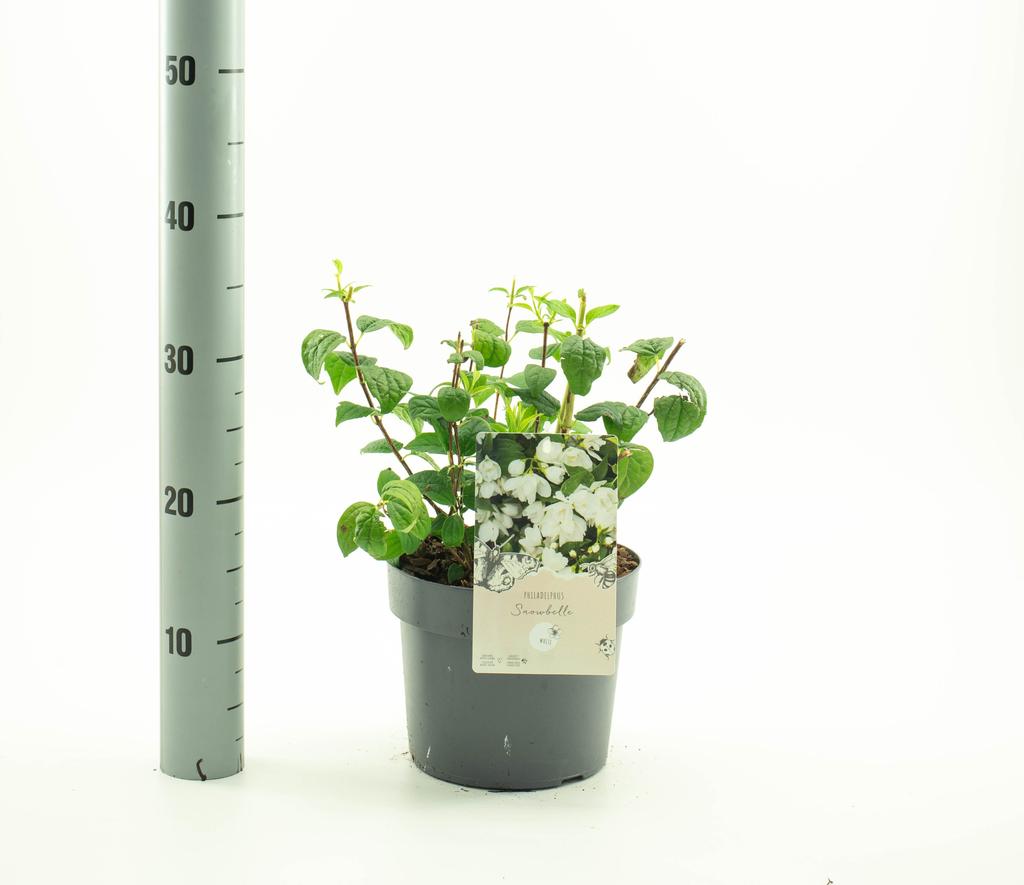 Picture of Philadelphus Snowbelle P19 (3 Ltr)