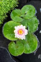 Nymphaea Md Wilfron Gonnere'