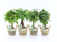 Houseplants Stems in varieties in Noah Stripe