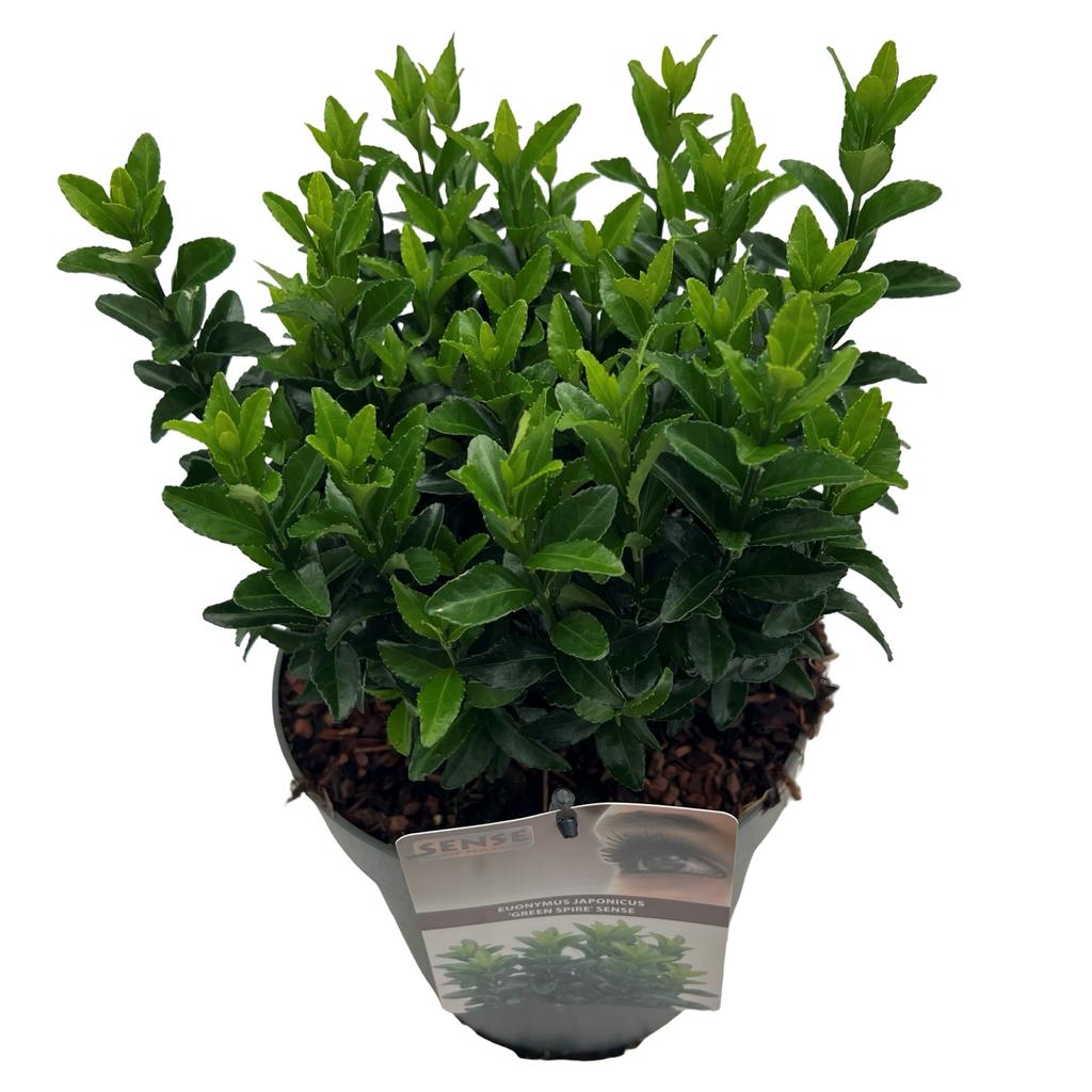 Billede af Euonymus jap. Green Spire P23 (5 Ltr)