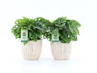 Monstera Adansonii in Sculpture ceramic