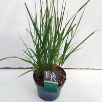 panicum virg. Prairie Sky