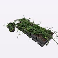 Euonymus fort. Minimus