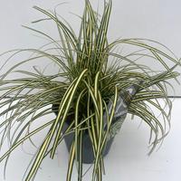 Carex osh. Evergold