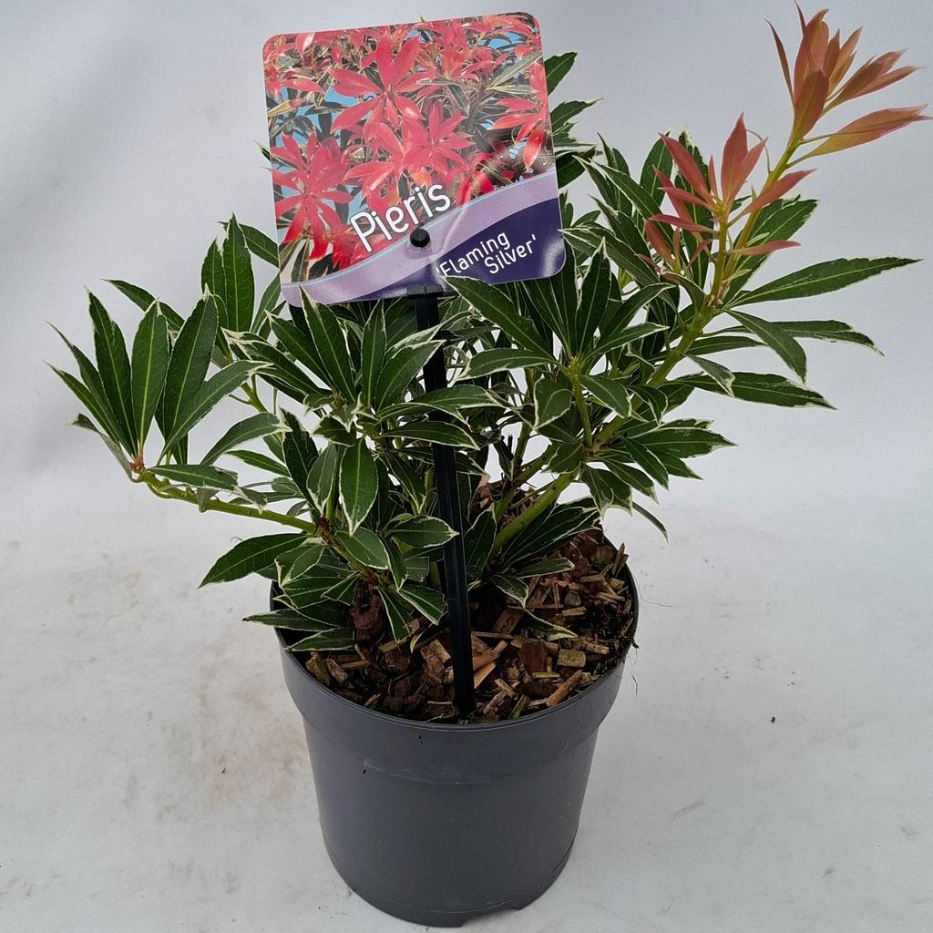 Picture of Pieris jap. Flaming Silver P13