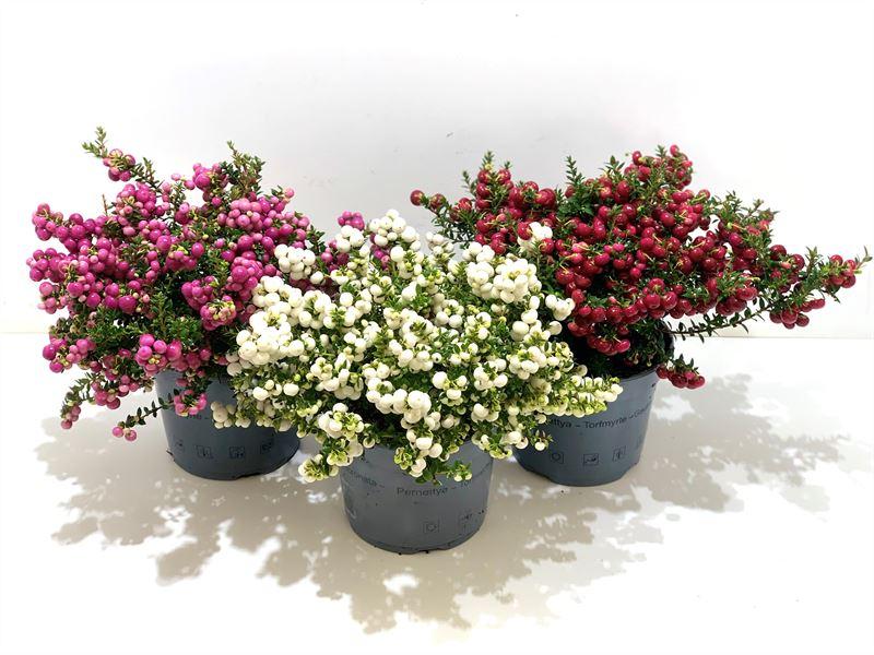 Billede af Pernettya Gaultheria mucronata in varieties P17 (2 Ltr)