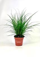 Carex brunnea