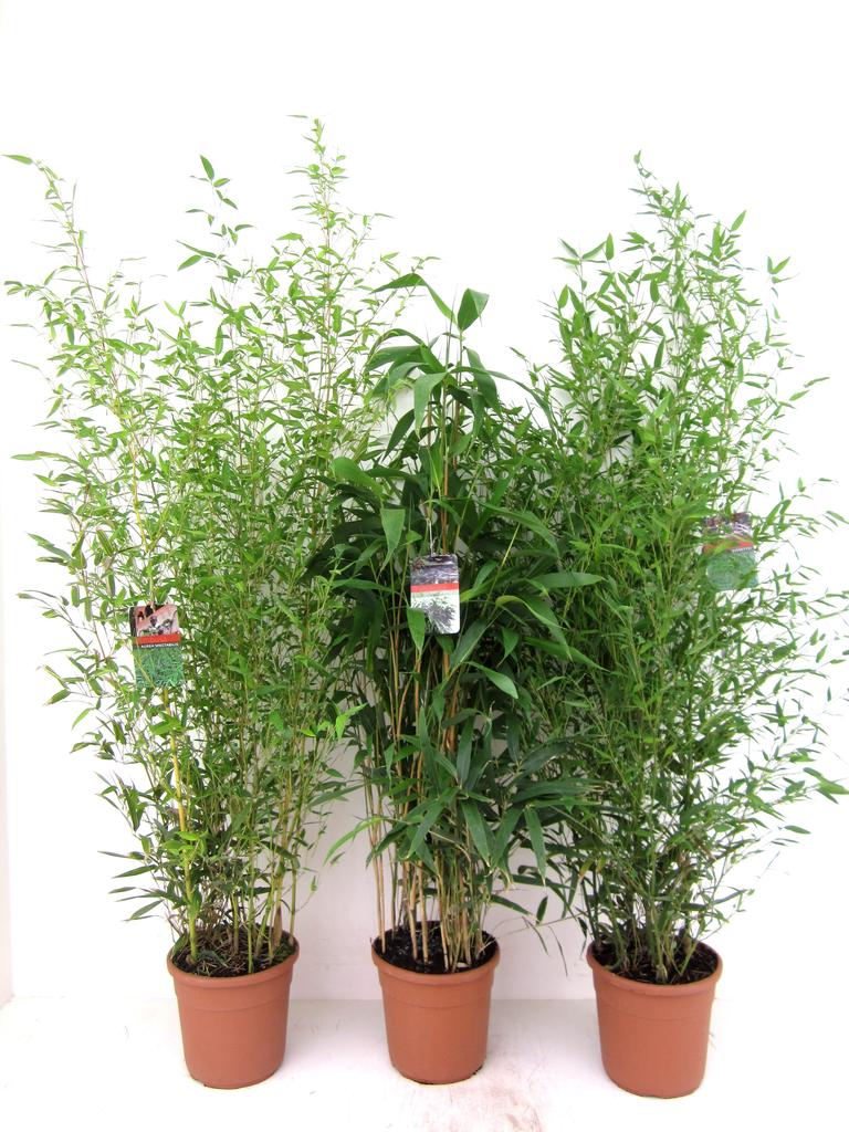 Billede af Bamboo in varieties P28-(10Ltr)
