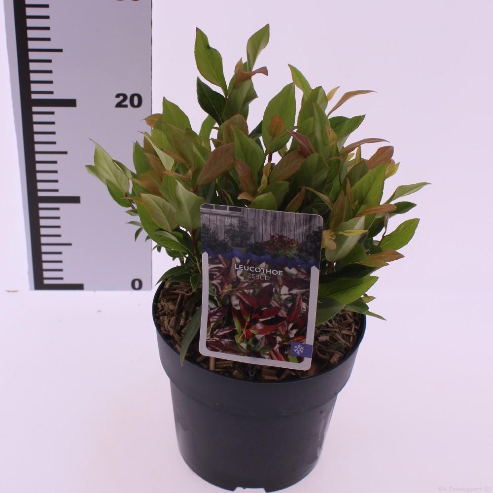 Picture of Leucothoe Zeblid P17 (2 Ltr)