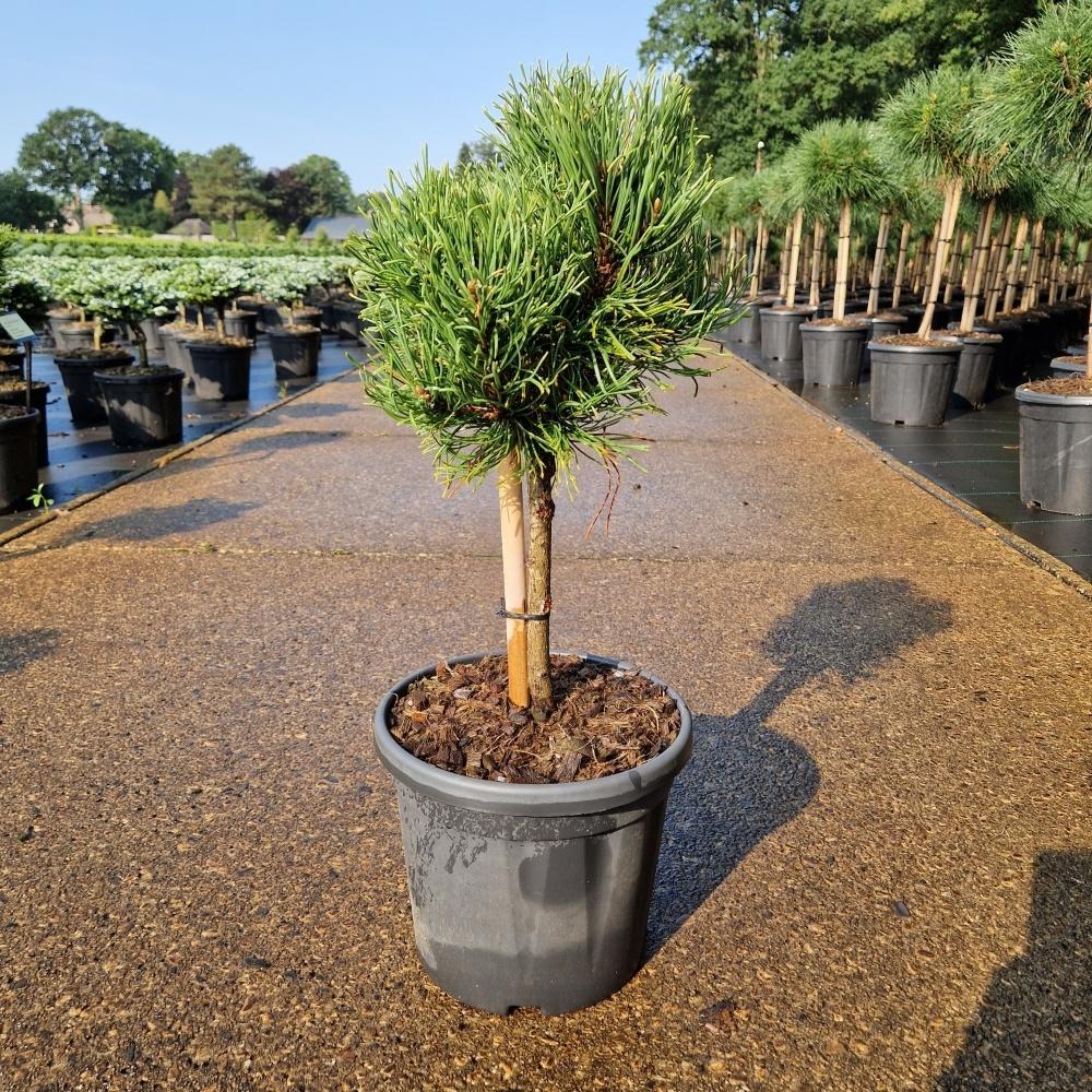 Picture of Pinus nigra Lemon Pearl C6 20/STD