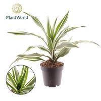 Dracaena Fragrans Warneckei
