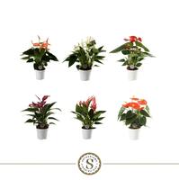 Anthurium Top in 3 varieties