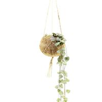 Kokodama Ceropegia String of Hearts