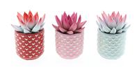 Echeveria miranda 2 colors little heart pot