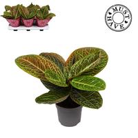 Labisia Obtusifolia Zebra MUST HAVE
