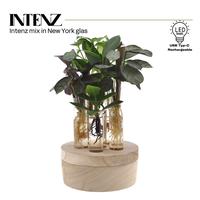 Hydroponic Intenz varieties in New York