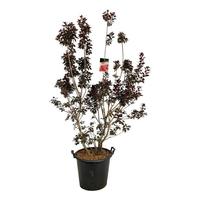 Cotinus cogg. 'Royal Purple