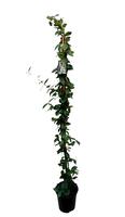 Trachelospermum jasminoides