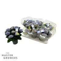 Hydrangea macr. Magical Revolution Blue 5-6 Flowers