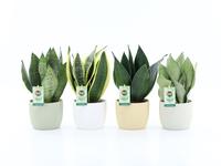 Sansevieria in varieties in New Sandy ceramics