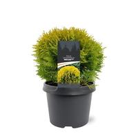 Thuja occ. mirjam