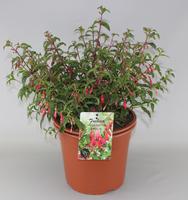 Fuchsia mag. Gracillis