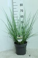Cortaderia sell. Green Minipampas