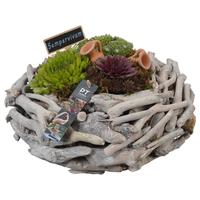 PTS7439 Arrangement Sempervivum in wooden box