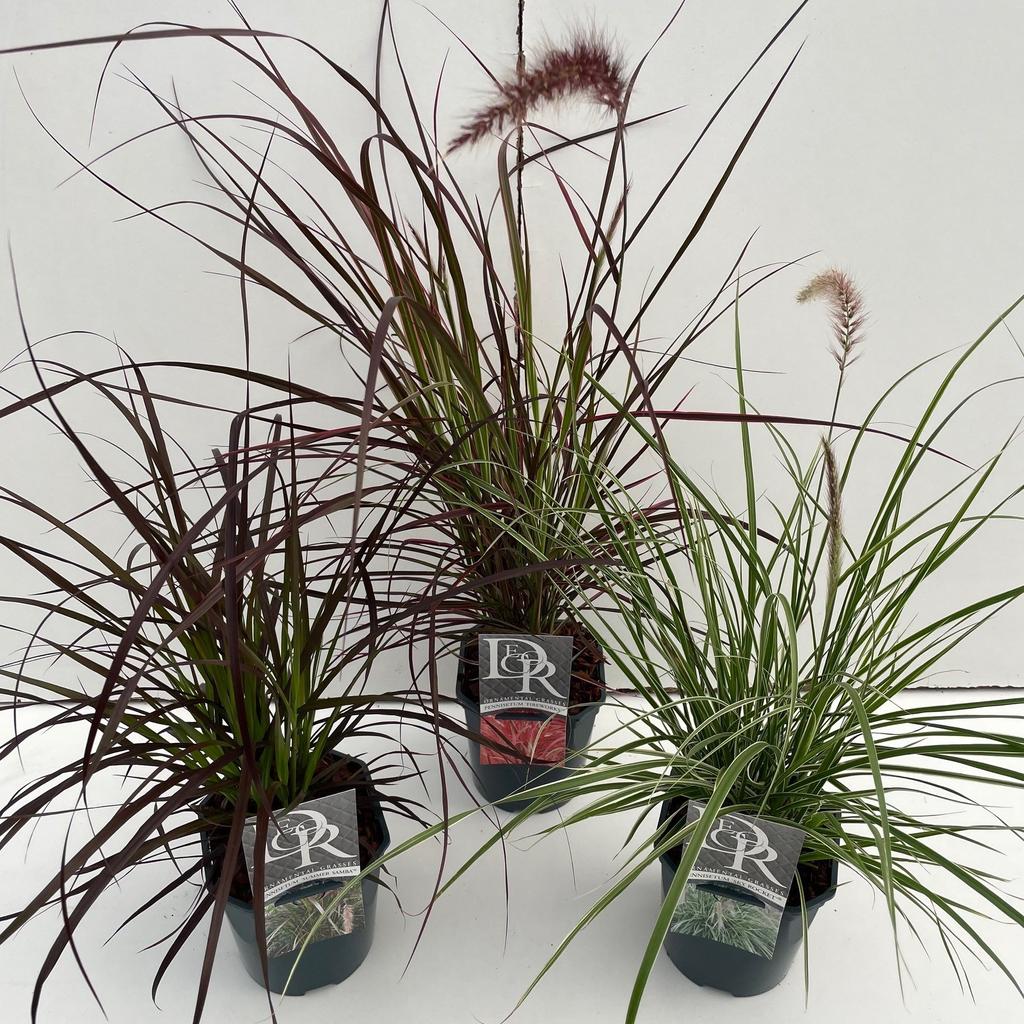 Picture of Pennisetum in varieties exclusief P17 (2 Ltr) Square