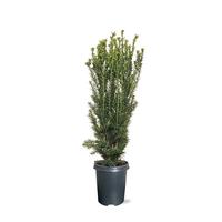 Taxus media Hillii