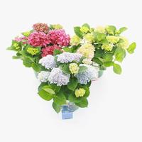 Hydrangea macr. Magical in varieties
