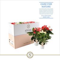 Anthurium Top 5 colours in Ecobox