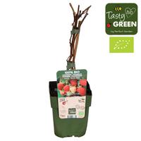 Rubus idaeus Malling Promise Bio