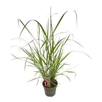 Panicum virg. Rotstrahlbusch