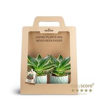 Sansevieria Hahnii Pagoda 2-Pack Leaf Ocean