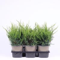 Juniperus pfit. Mint Julep