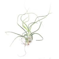 Tillandsia Bulbosa - 7CM Tray 15 × 10 £ 1.12 (Tray) £ 1.06 Shelf £ 1.05 Trolley Tray £ 1.12 × 15 (1.0%)