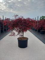 Acer pal. Inaba Shidare