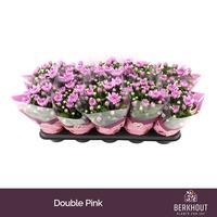 Chrysant Dynamic