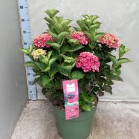 Hydrangea macr. Magical Amethyst red