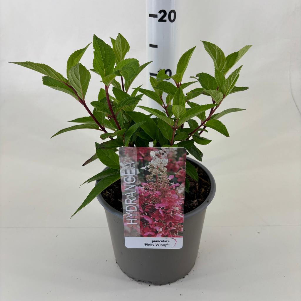 Picture of Hydrangea pan. Pinky Winky P19 (3 Ltr)
