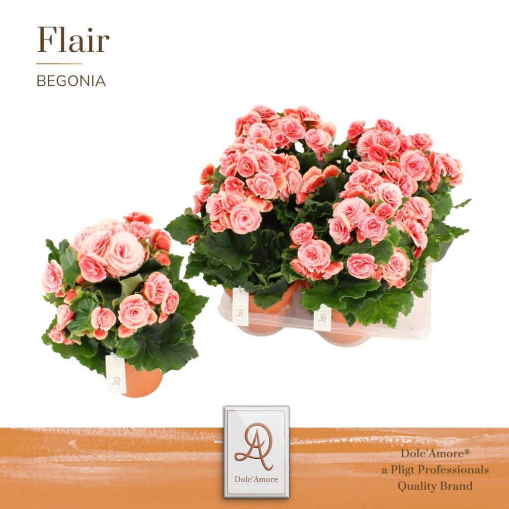 Picture of Begonia Borias DolcAmore in Terracotta ceramic P14 31CM