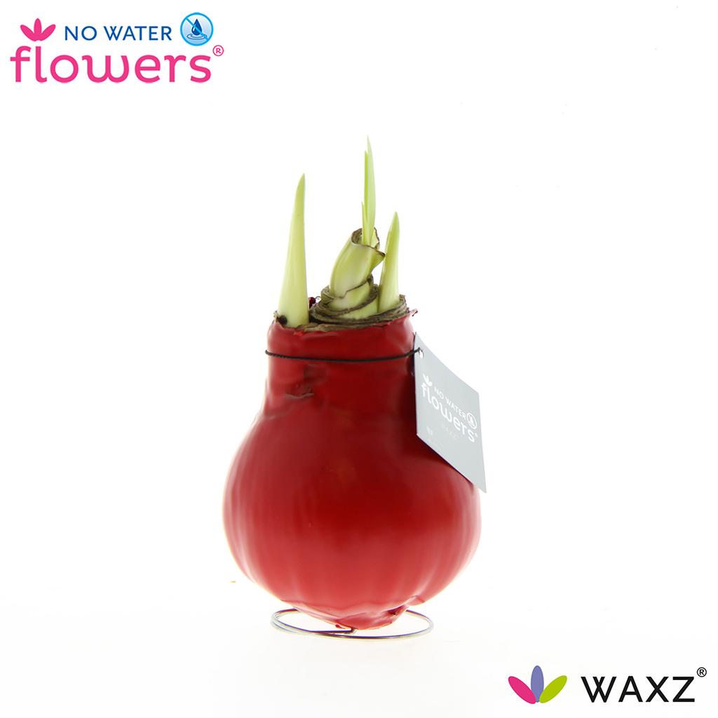 Obrázok z No Water Flowers Waxz® Red 15CM