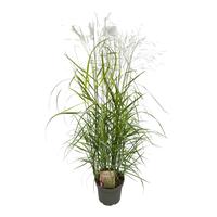 Panicum virg. Squaw